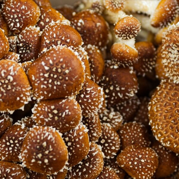 brown and white round fruits